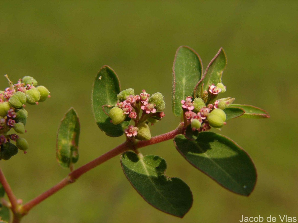 Euphorbia indica Lam.